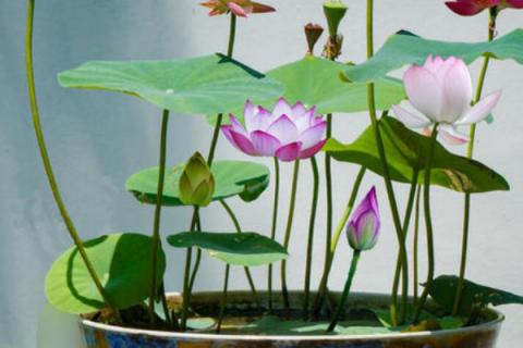 碗莲的种植方法水培