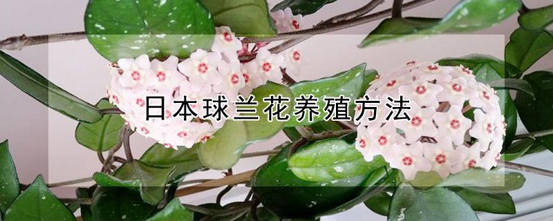 日本球兰花养殖方法 花叶球兰怎么养殖