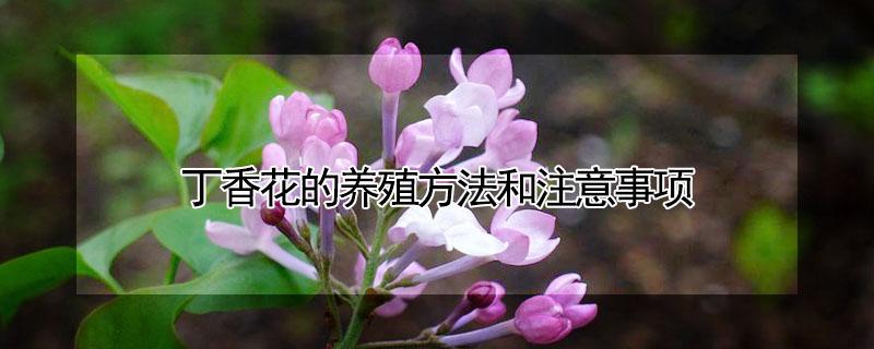 丁香花的养殖方法和注意事项 白色丁香花的养殖方法和注意事项