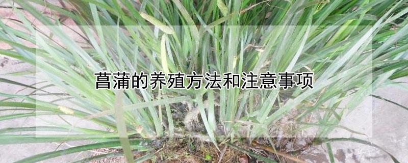 菖蒲的养殖方法和注意事项（菖蒲的养殖方法和注意事项 盆栽）