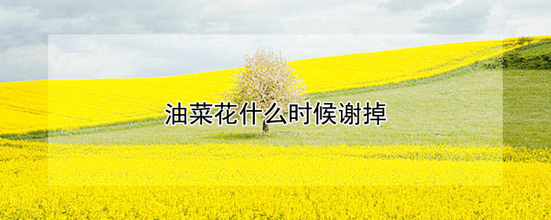 油菜花什么时候谢掉