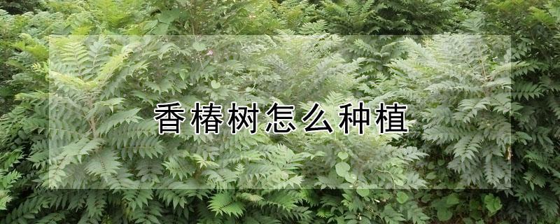 香椿树怎么种植