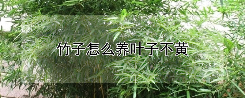 竹子怎么养叶子不黄