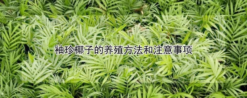 袖珍椰子的养殖方法和注意事项（袖珍椰子的养殖方法和注意事项 新闻）