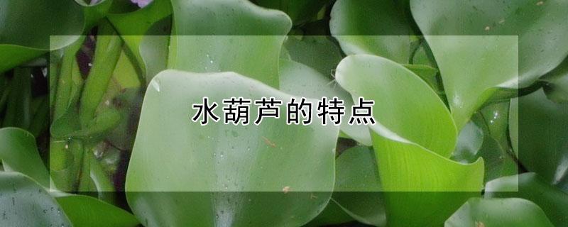 水葫芦的特点 水葫芦的特点 科学作业