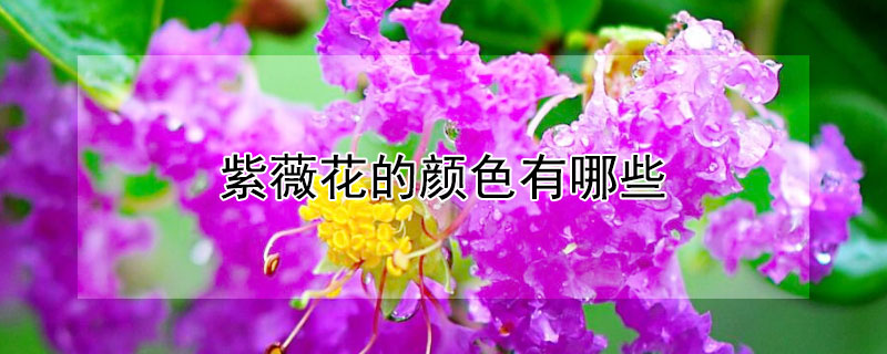 紫薇花的颜色有哪些 紫薇开花有几种颜色