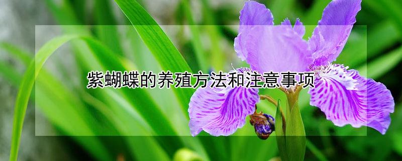 紫蝴蝶的养殖方法和注意事项（紫蝴蝶种植方法）