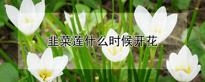 韭菜莲什么时候开花 韭菜莲什么时候开花最漂亮