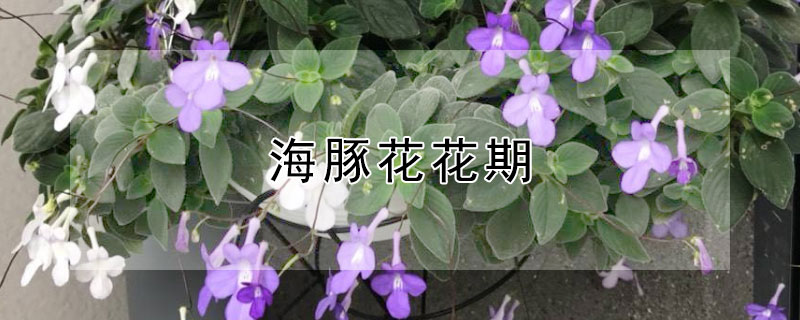 海豚花花期