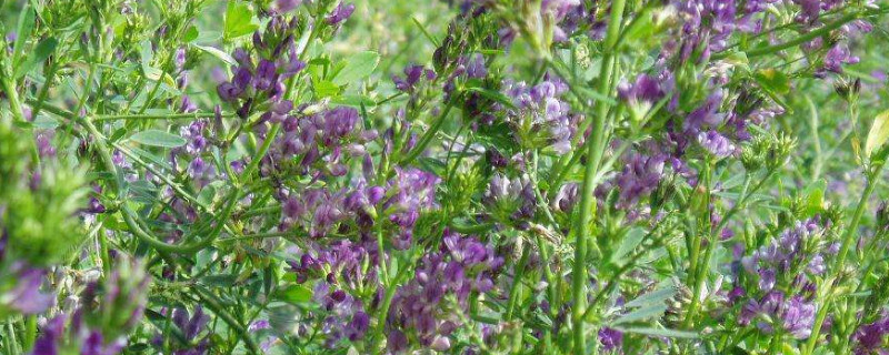 紫花苜蓿种植技术（紫花苜蓿种植技术规程）