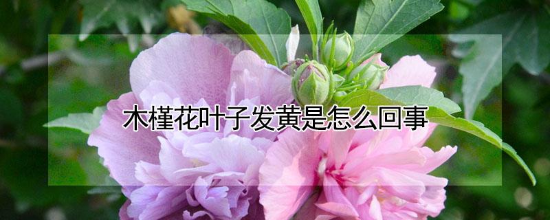 木槿花叶子发黄是怎么回事（木槿的叶子发黄是什么原因）