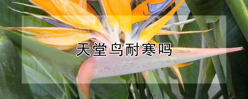 天堂鸟耐寒吗