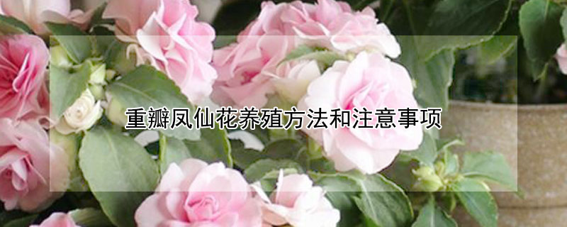 重瓣凤仙花养殖方法和注意事项（重瓣凤仙花怎样养护）