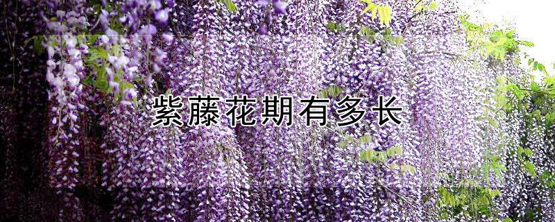 紫藤花期有多长（紫藤的花期有多长?）
