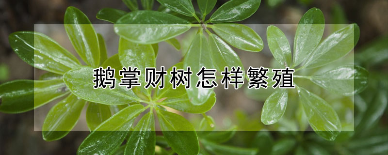 鹅掌财树怎样繁殖（鹅掌柴树图片）