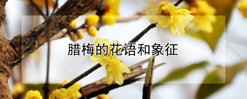 腊梅的花语和象征（腊梅的花语和象征意义,基础）