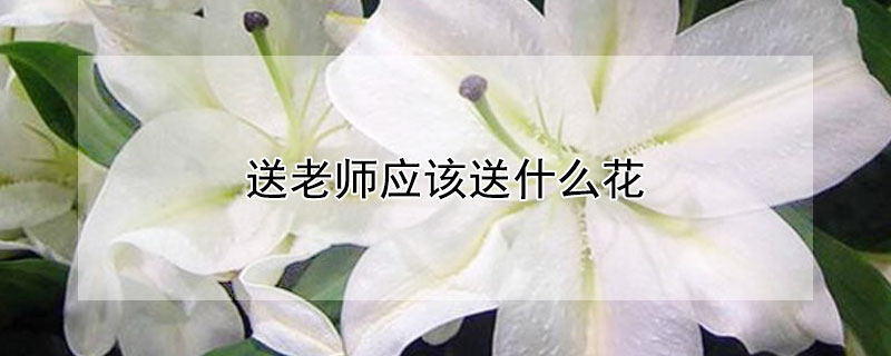 送老师应该送什么花