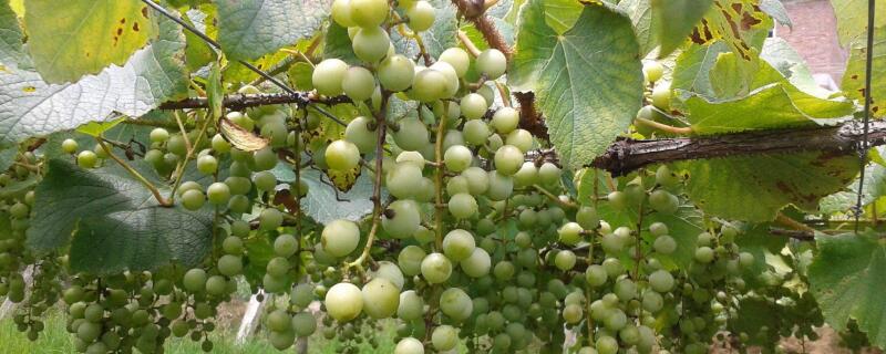 葡萄花芽分化用什么药 葡萄花芽分化用什么肥