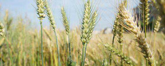 小麦宽幅播种行距