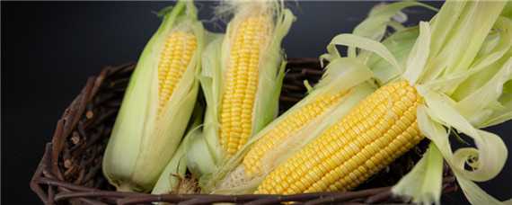 夏播玉米的高产品种 夏播玉米的高产品种介绍