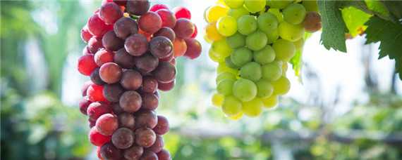 葡萄种植的最佳时间 葡萄种植的最佳时间和方法