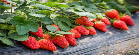 草莓新品种越秀 草莓新品种越秀在山东怎样