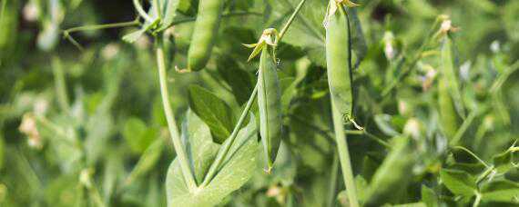 豌豆种植技术和种植时间