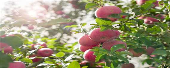 红富士苹果亩产