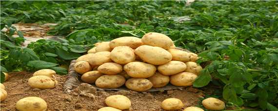 土豆种植方法步骤