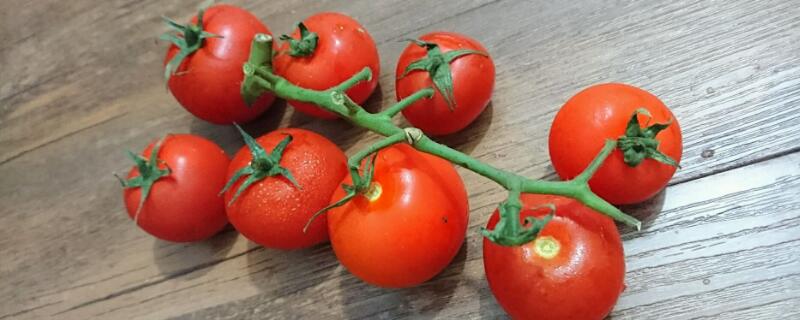 番茄种植技术（番茄种植技术与管理法）