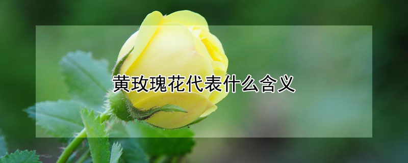 黄玫瑰花代表什么含义 黄玫瑰花的含义