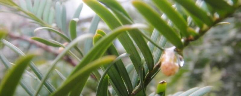 红豆杉扦插繁殖方法 红豆杉怎么扦插繁殖