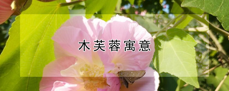 木芙蓉寓意 木芙蓉寓意跟花语