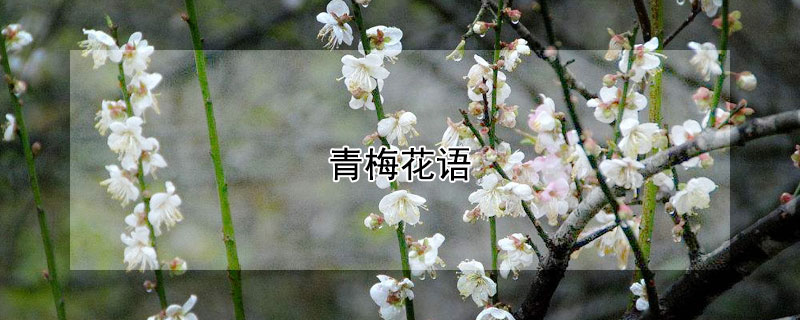 青梅花语 鲜花青梅花语