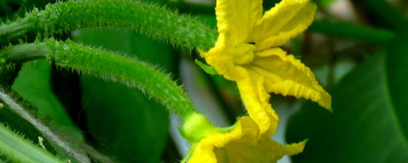 顶花小黄瓜是什么品种 黄瓜顶上生长的小黄花是什么花