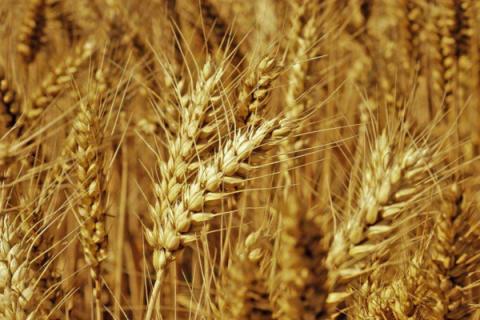 小麦增产打什么药