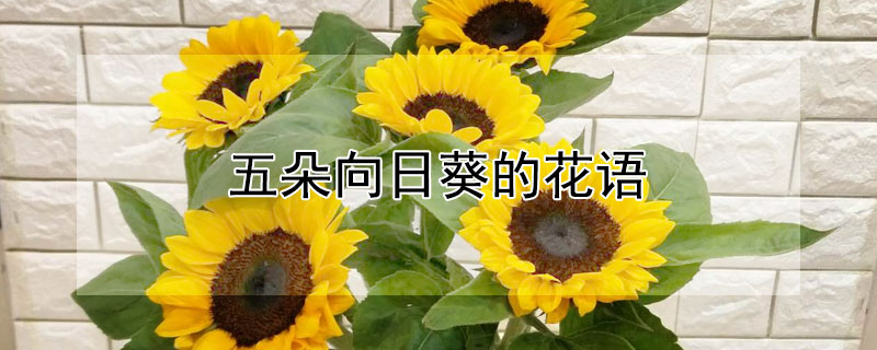 五朵向日葵的花语 向日葵6朵花语