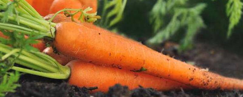 胡萝卜发芽后怎么养殖 萝卜发芽了怎么种植