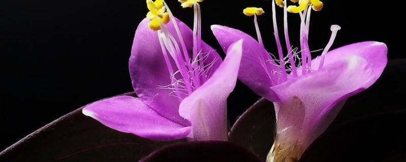 紫竹梅怎样让它多开花 紫竹梅能开花吗