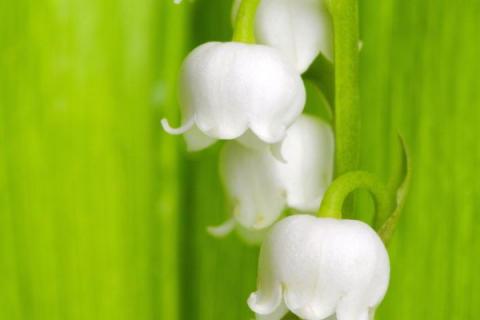 白色铃兰花象征着什么