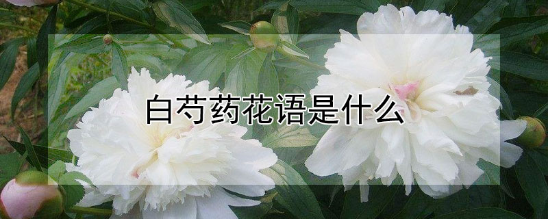 白芍药花语是什么