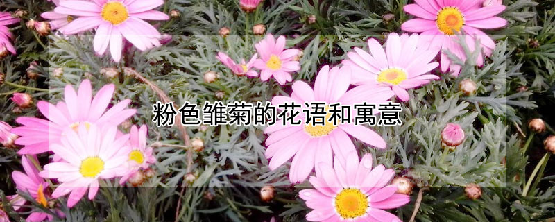 粉色雏菊的花语和寓意（粉红色雏菊的花语和寓意）