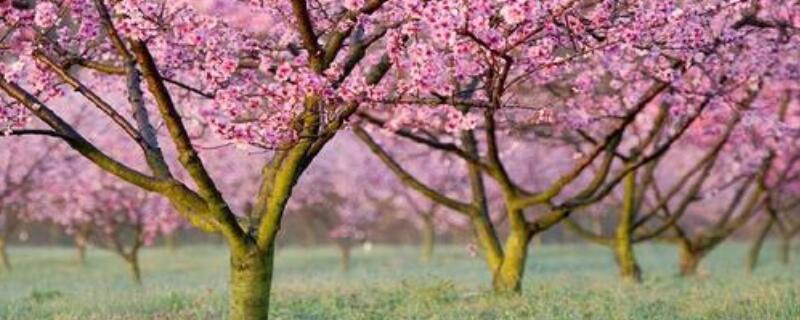 桃树施肥时间和方法 桃树全年施肥时间和用量