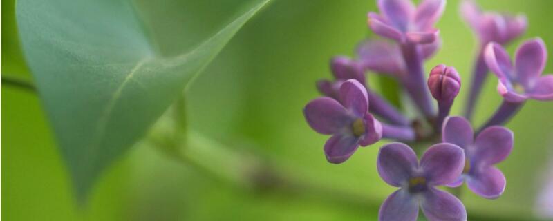 紫丁香种子怎么种 紫丁香花怎么种