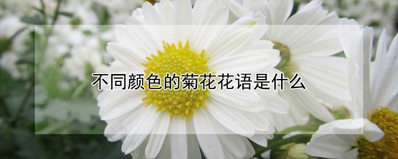 不同颜色的菊花花语是什么 花色菊花花语