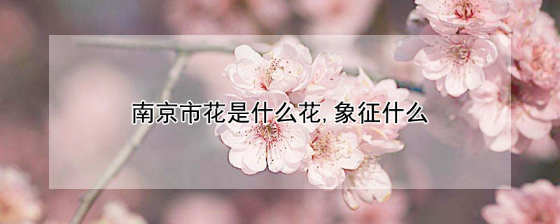 南京市花是什么花,象征什么 南京的代表花是什么
