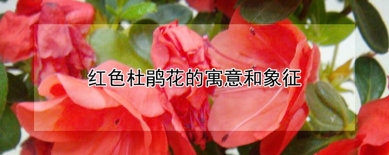红色杜鹃花的寓意和象征（杜鹃花代表着什么象征）