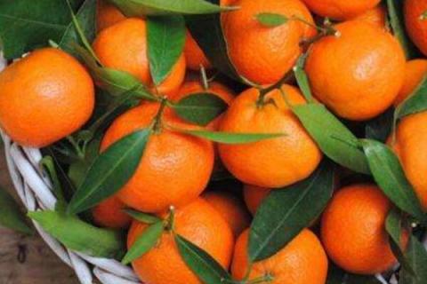 柑橘肥害补救措施