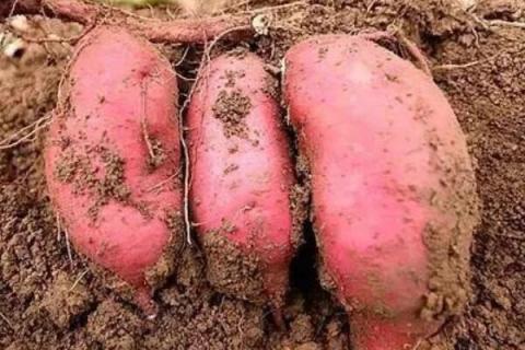 红薯种子长什么样子