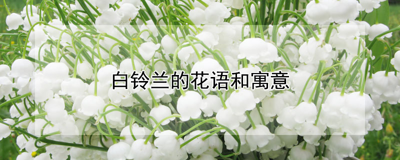 白铃兰的花语和寓意 白铃兰花语及象征